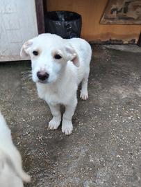 Cucciolo Mix Maremmano