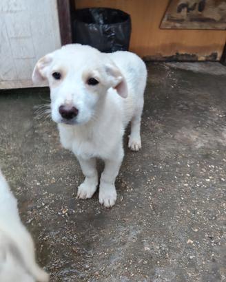 Cucciolo Mix Maremmano