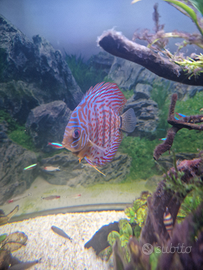 Discus