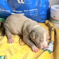 Cuccioli Pitbull