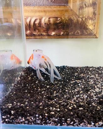 Oranda