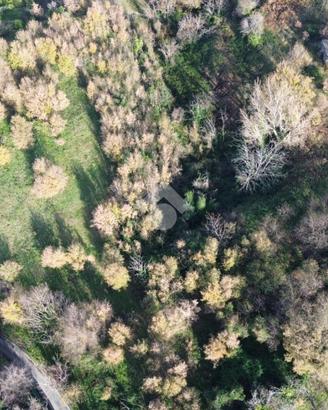 TERRENO A POLLENA TROCCHIA