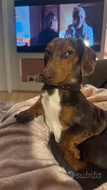 Bassotto Arlecchino per monta