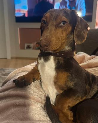 Bassotto Arlecchino per monta