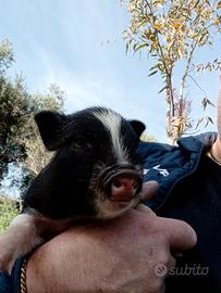 Disponibili msislini vietnsmiti