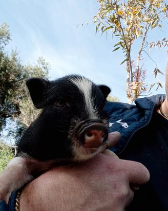 Disponibili msislini vietnsmiti