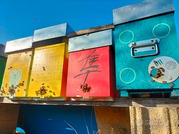 Arniette da 6 in legno