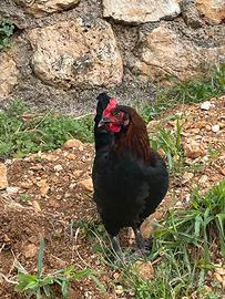 Tris galline marans