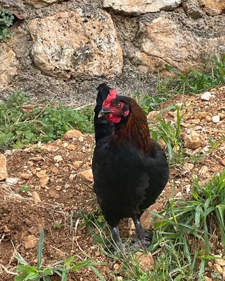 Tris galline marans