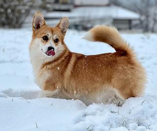 Cuccioli di Corgi