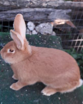 Conigli di razza
