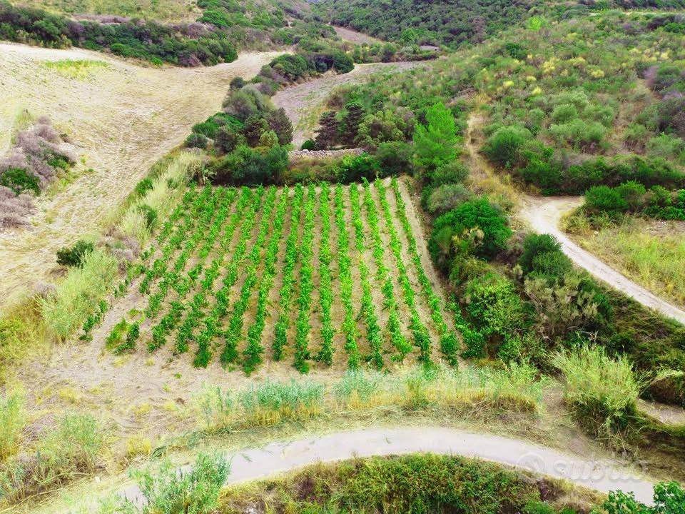 Terreno agricolo con vigneto e fabbricati in vendi - Vista 3