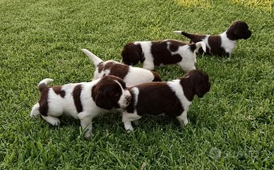 Springer Spaniel - Cuccioli di Due Mesi