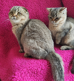 Maschi Scottish fold e straight pedigree ENFI