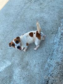 Jack Russel maschio di tre anni con pedigree
