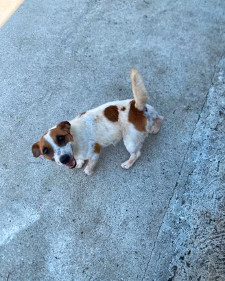 Jack Russel maschio di tre anni con pedigree