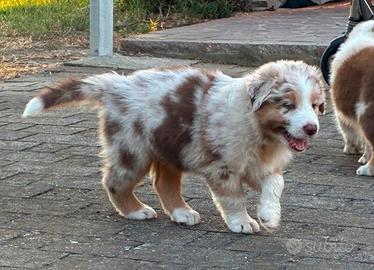 Cuccioli pastore australiano