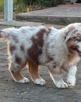 Cuccioli pastore australiano