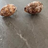 Orecchini in conchiglia Ciprea araba