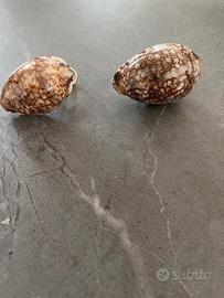 Orecchini in conchiglia Ciprea araba