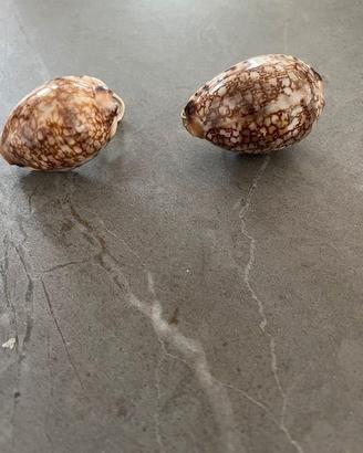 Orecchini in conchiglia Ciprea araba