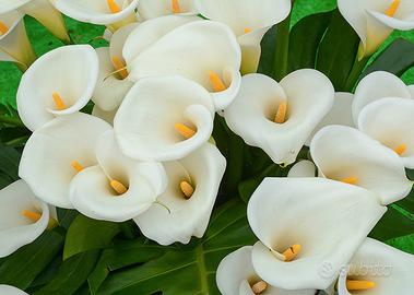 Fiori recisi di calle,iris,narcisi,forsizia