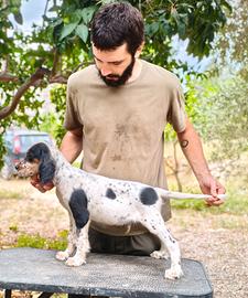 Setter inglese Maschio Tricolor Bassana/Zagnis
