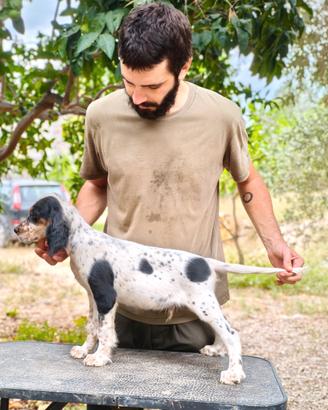 Setter inglese Maschio Tricolor Bassana/Zagnis