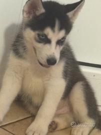 Cuccioli husky