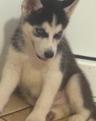 Cuccioli husky