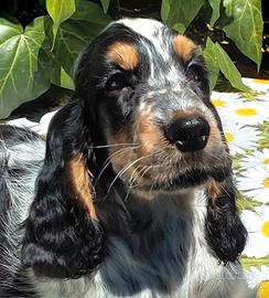 Cuccioli Cocker Spaniel tricolore