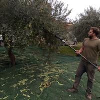 Raccolta Olive