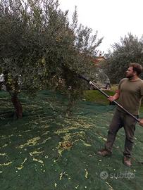 Raccolta Olive