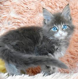 Cucciolo Maine coon occhi blu
