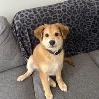 Cucciolo di Golden incrocio pastore