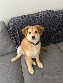 Cucciolo di Golden incrocio pastore