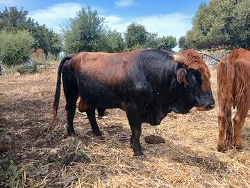 Toro modicano