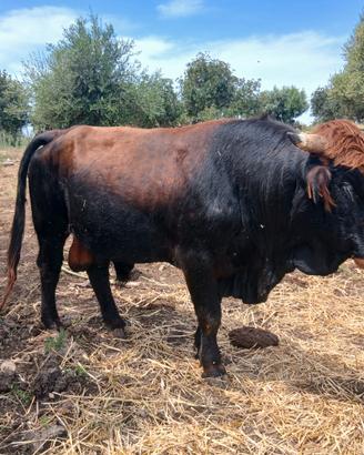 Toro modicano