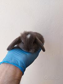 Coniglio nano ariete lilac (viola)