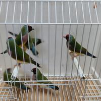 Diamanti del gould