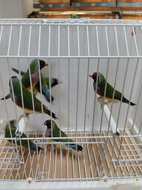 Diamanti del gould