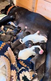 Cuccioli Amstaff incrocio