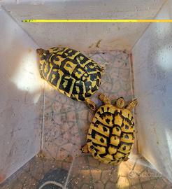 9 testuggini adulte, 2 femmine e 7 maschi