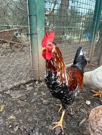 Gallo millefiori di Lonigo
