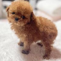 Barboncino FEMMINE mini tea cup 3 mesi