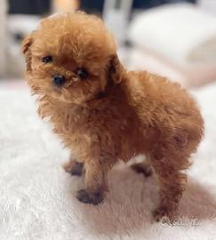 Barboncino FEMMINE mini tea cup 3 mesi