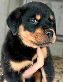 Cucciolo Rottweiler maschio