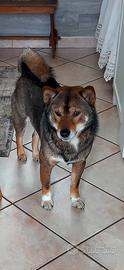 Shiba inu sesamo per accoppiamento