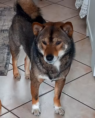 Shiba inu sesamo per accoppiamento