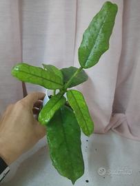 Hoya globulosa 